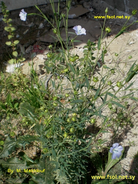 Linum usitatissimum L.